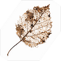 Biodegrable